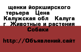 щенки йоркширского терьера › Цена ­ 15 000 - Калужская обл., Калуга г. Животные и растения » Собаки   